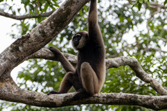 Hylobates albibarbis