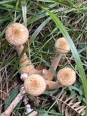 Armillaria borealis