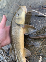 Catostomus macrocheilus