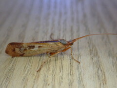 Limnephilus