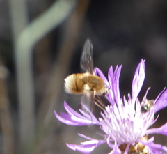 Bombyliini