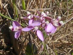 Polygala umbellata