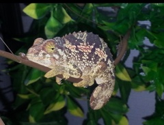 Trioceros