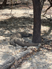 Varanus komodoensis