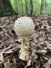 Amanita cokeri