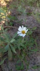 Noticastrum