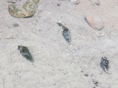 Semisulcospira libertina