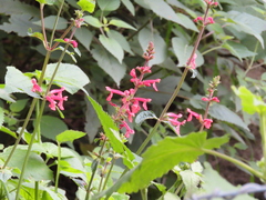 Stachys coccinea