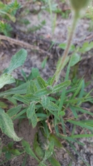 Noticastrum