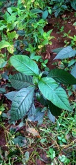 Alternanthera brasiliana