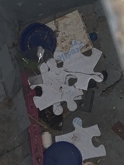 Periplaneta americana