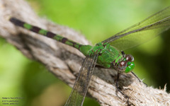 Erythemis vesiculosa
