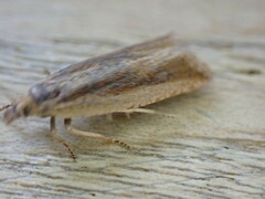 Eucosma cana