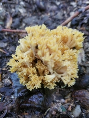 Ramaria formosa