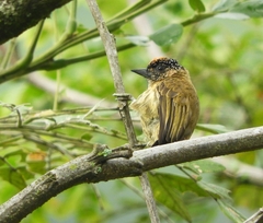Picumnus olivaceus