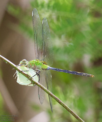 Erythemis vesiculosa