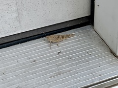 Dissosteira carolina