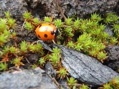 Polytrichum piliferum