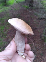 Boletus edulis