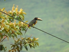 Pteroglossus torquatus
