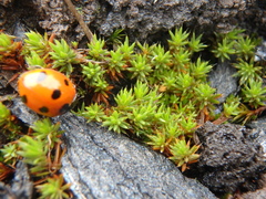 Polytrichum piliferum