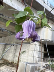 Clematis pitcheri