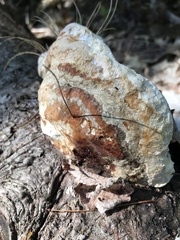 Fomitopsis mounceae