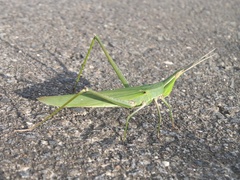 Acrida cinerea