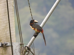 Pteroglossus torquatus