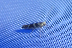 Argyresthia goedartella