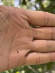 Micrathena