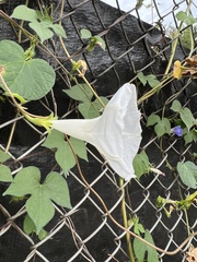 Ipomoea