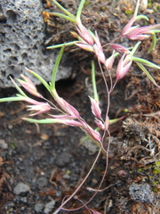 Poa alpina