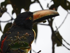 Pteroglossus torquatus