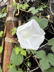 Ipomoea