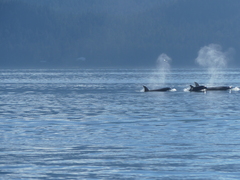 Orcinus orca