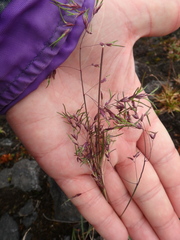 Poa alpina