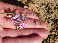 Polygala umbellata
