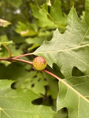 Amphibolips