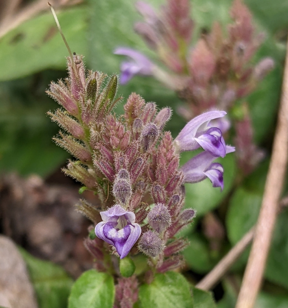 Gymnostachyum signatum (Gymnostachyum signatum)