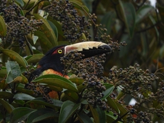 Pteroglossus torquatus