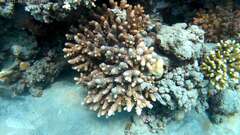 Acropora humilis