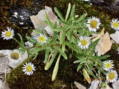 Erigeron morrisonensis