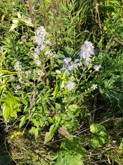 Symphyotrichum urophyllum