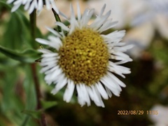 Erigeron morrisonensis