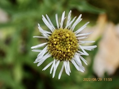 Erigeron morrisonensis