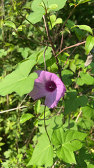 Ipomoea cordatotriloba