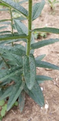 Asclepias tuberosa interior