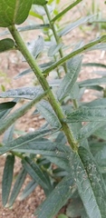 Asclepias tuberosa interior