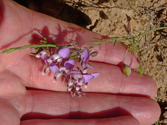 Polygala umbellata